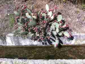 Ein Feigenkaktus direkt an der Suone