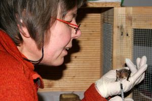 Eine Mitarbeiterin des NABU Schleswig-Holstein füttert ein Braunes Langoh (c Bernhard Tuchel)