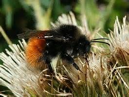 Alpenhummel auf Distel
