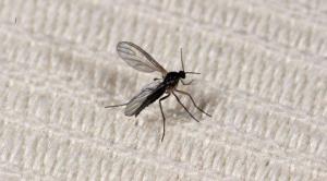 000 lexikon_trauermuecke