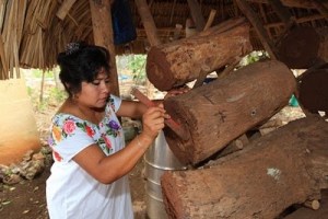 Melipona Honig gewinnen