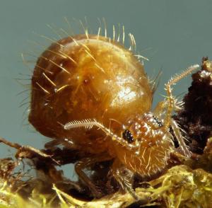 kugelspringer Porträt