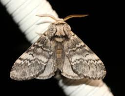 kiefernprozessionsspinner Falter