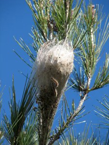 kiefernprozessionsspinner1