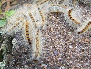 kiefernprozessionsspinner2