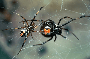 Schwarze Spinne mit mann