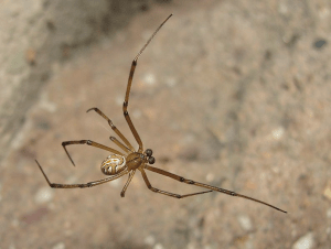 Schwarze Spinnenmann