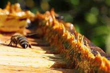 220px-Propolis_in_beehives - Kopie