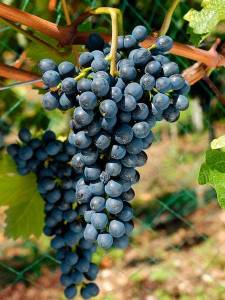 csm_traube-blau-agroscope-800_b4c9f4c620