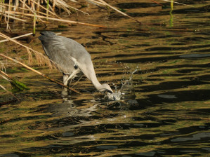 35 Pouta-fontana-Heron-cendré