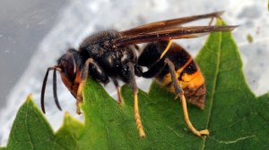 asiatische-hornisse102-_v-TeaserAufmacher