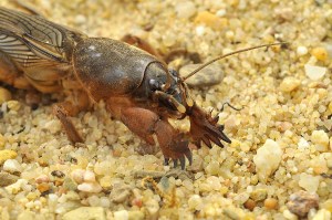 MGrille-402--Götz_Nowack_maulwurfsgrille