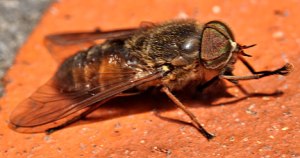 rinderbremse-tabanus-bovinus