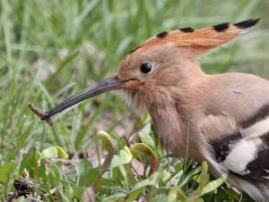 wiedehopf_bg_010410_6