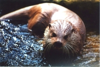44 otter