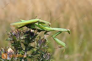 gottesanbeterin-kopulation