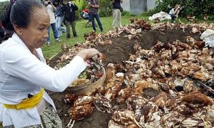 epa00130203 A Balinese woman prays during a chickens mass cull at Bolangan village, Tabanan district 30 Kilometers Northwest Bali capital of Denpasar Friday 06 February 2004. Bali district officials on Friday held a traditional Hindu cremation ceremony to cull some 500 dead chickens infected by avian influenza, the virus that has claimed at least 16 lives in other Asian countries. The "ngaben" cremation ceremony, usually reserved for humans, was staged by the district authorities of Tabanan, 20 kilometres west of Bali's capital Denpasar, to demonstrate the island's determination to stop the spread of bird flu among its poultry population. EPA/WEDA