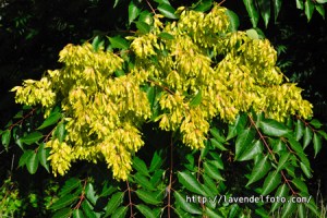 Ailanthus altissima var. altissima / Chinesischer Götterbaum / Tree of Heaven / Ailanthe glanduleux
