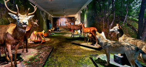 musee-de-la-nature-sion