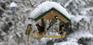 vogel-fuettern-winter_lbv_ingo_rittscher-810x394