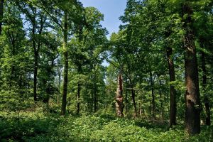 Eichenwälder im Solling