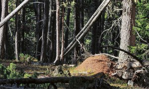 wsl_erhebung_waldameisen_schweiz_nest_kl