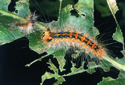 wsl_schwammspinner_raupe