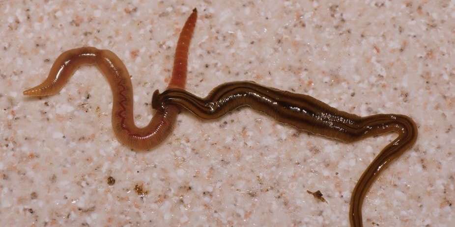 geant-bipalium-kewense-tue-un-ver-de-terre