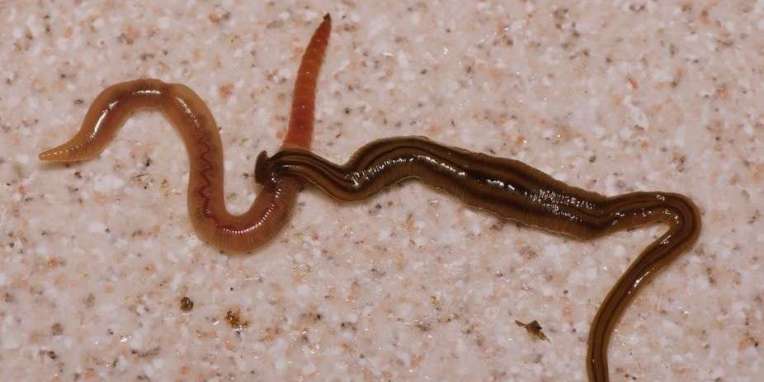 geant-bipalium-kewense-tue-un-ver-de-terre