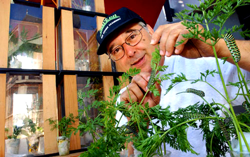 Papa_Schwalbenschwanz