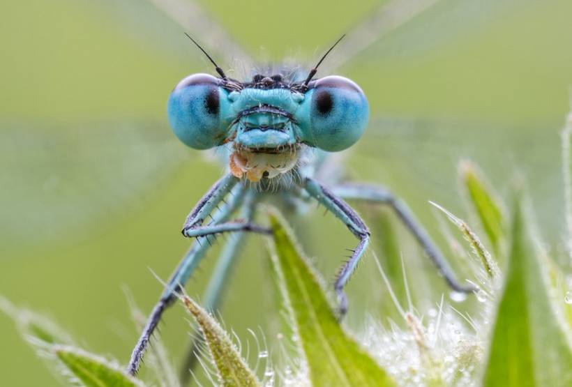 Hufeisen_Azurjungfer