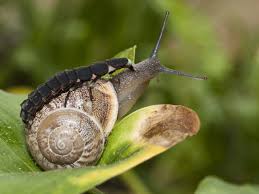 Glühwurm mit Schnecke.jpg