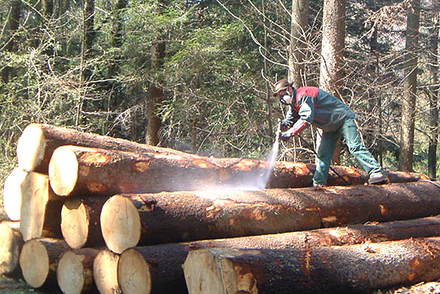 Stämme spritzen.jpg